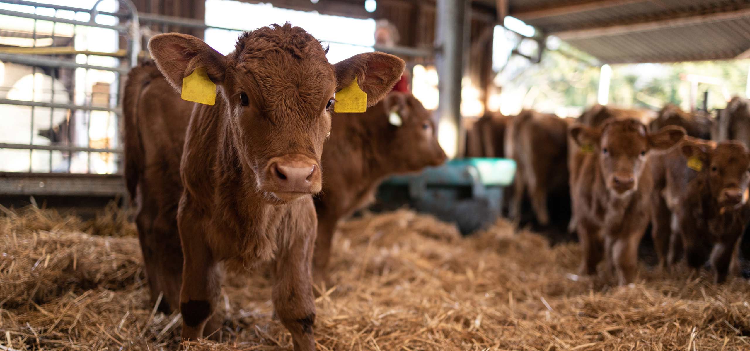 Wärmenutzung in der Landwirtschaft