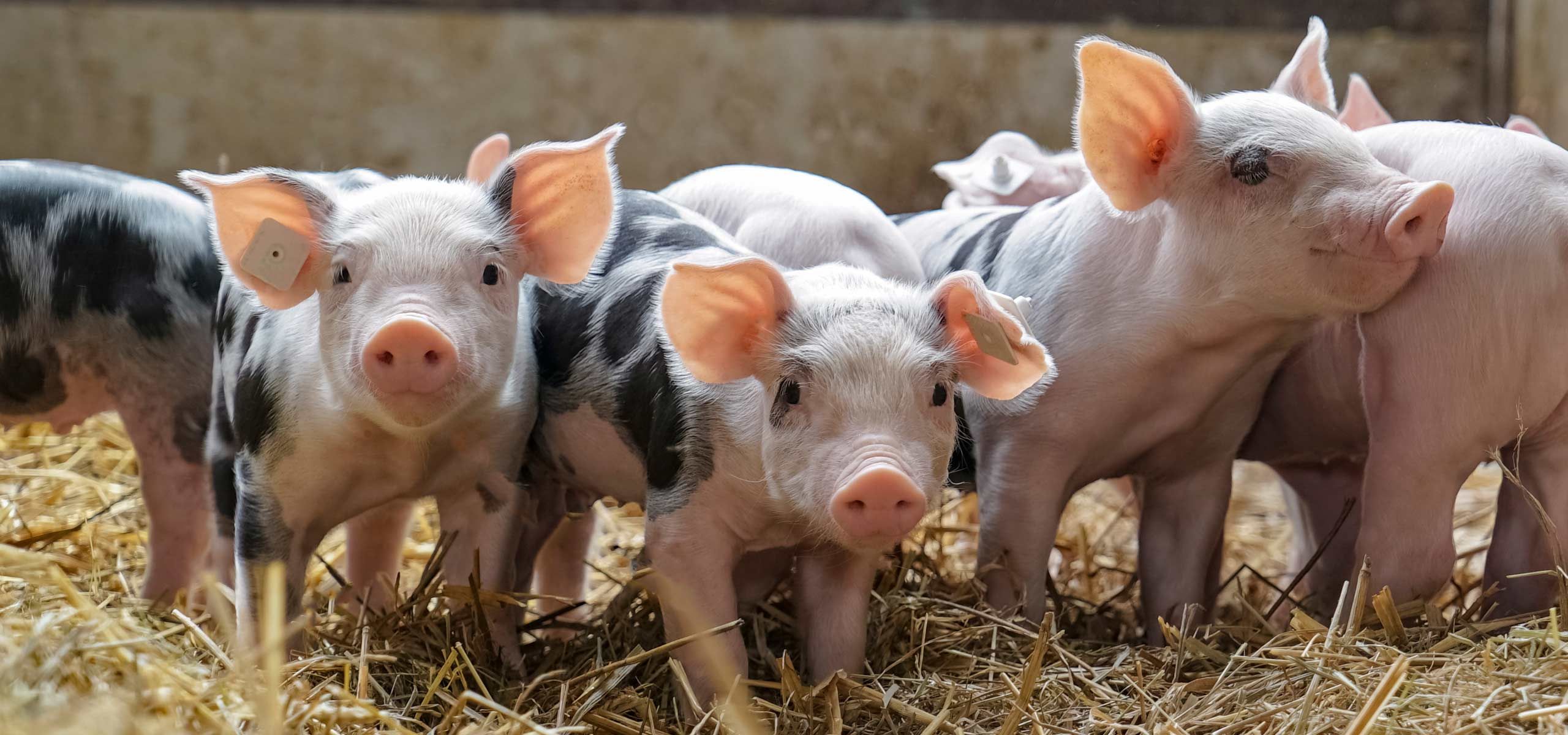 Wärmenutzung in der Landwirtschaft
